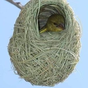 Meet your Posher, Noe